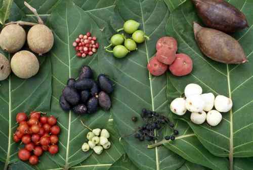 ABORIG.FOOD