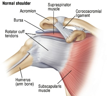 shoulder