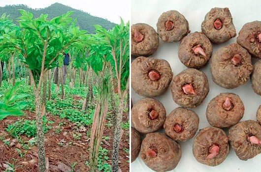 Konjac-Root-Fiber